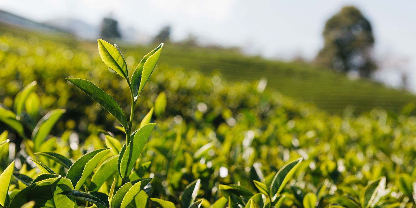 homepage-tea-comp